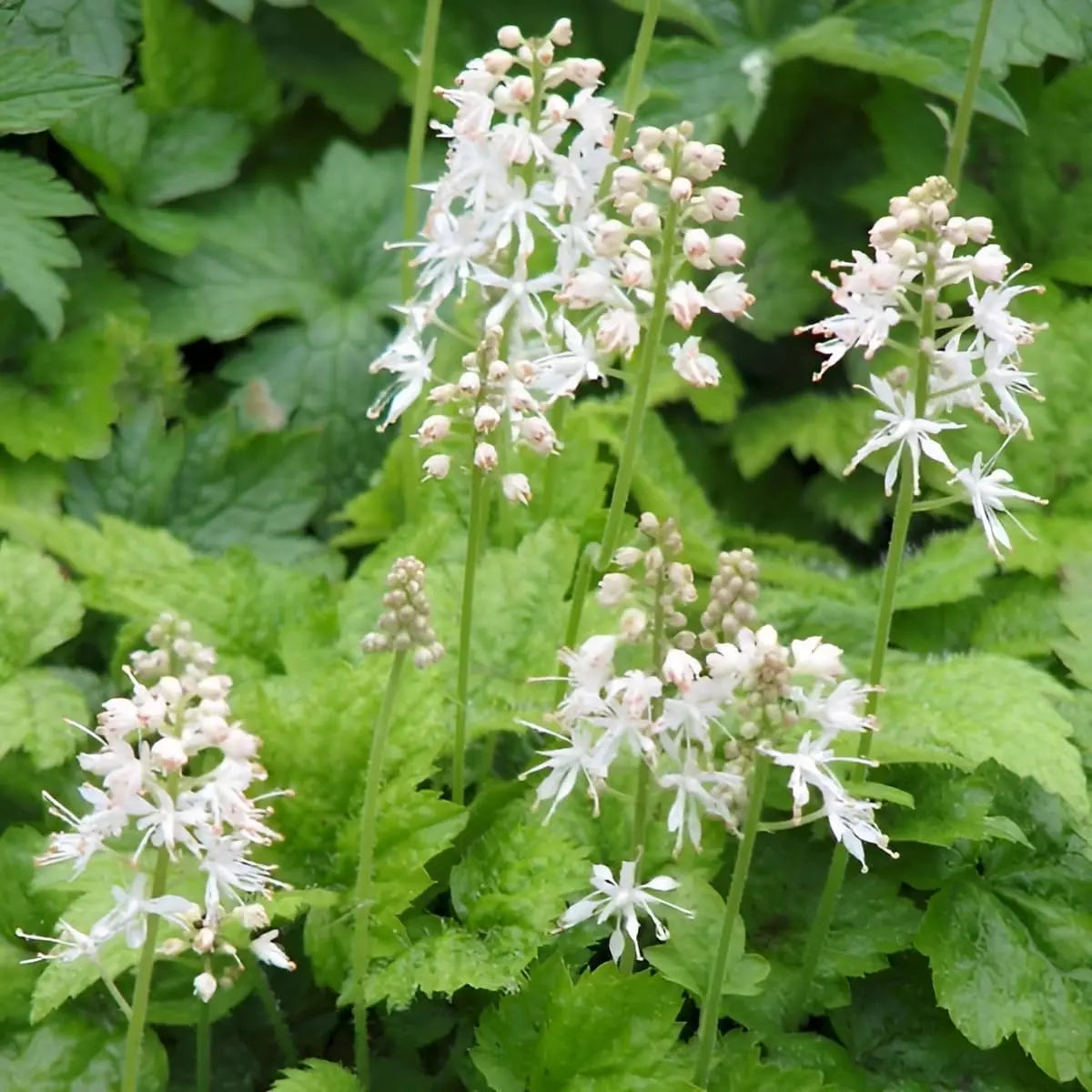 Tiarella cordifolia, auch Schaumblüte genannt, eine Staude mit zarten, grünen Blättern und weißen Blüten.