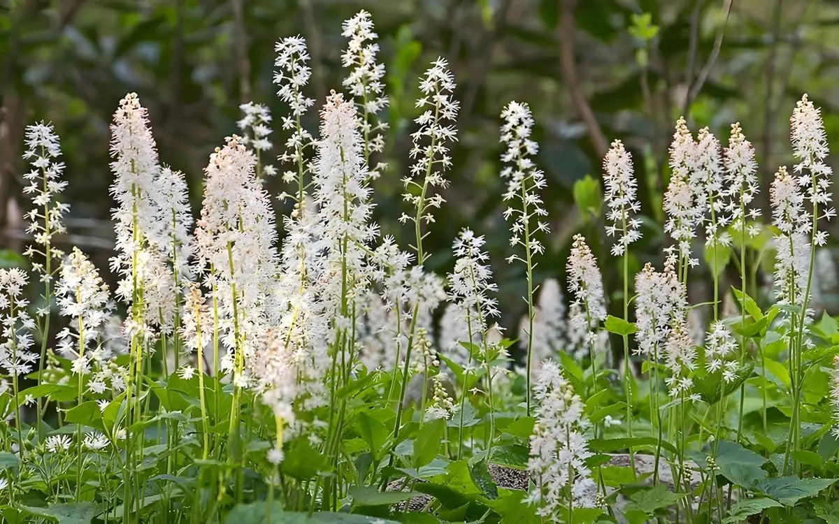 Grüne Tiarella cordifolia, Schaumblüte Staude mit weißen Blüten, wächst im Garten, von Stauden Gänge.
