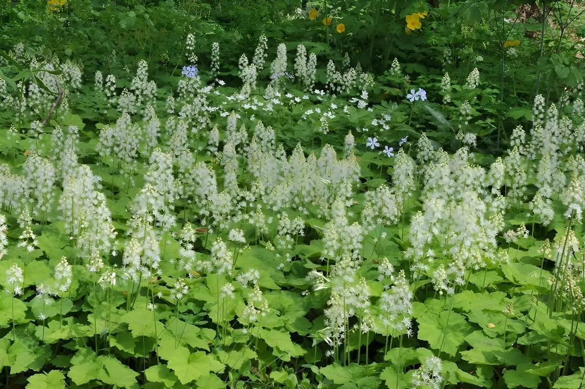 Bilder einer Tiarella cordifolia, Schaumblüte Staude von Stauden Gänge mit grünen, gezackten Blättern und weißen Blüten.