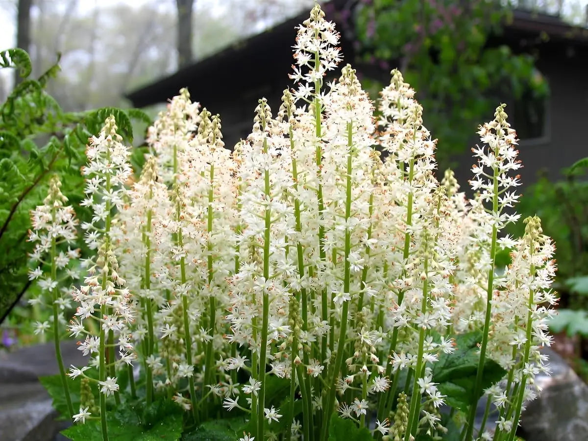 Blick auf die Tiarella cordifolia Schaumblüte Staude von Stauden Gänge mit grünen Blättern und weißen Blüten in Gartenumgebung