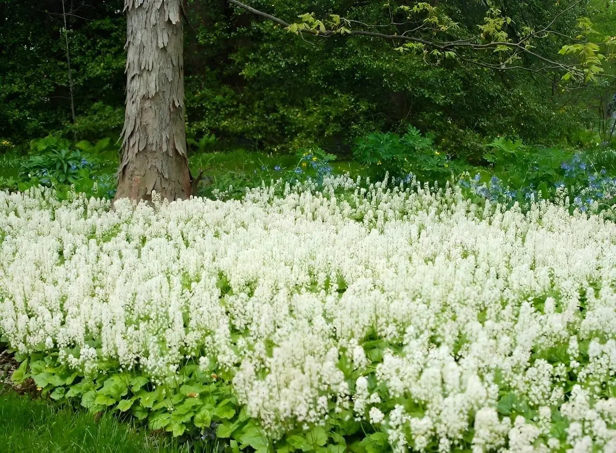 Tiarella cordifolia, Staude mit weißen Blüten und grünen Blättern, von Stauden Gänge in einem Garten.