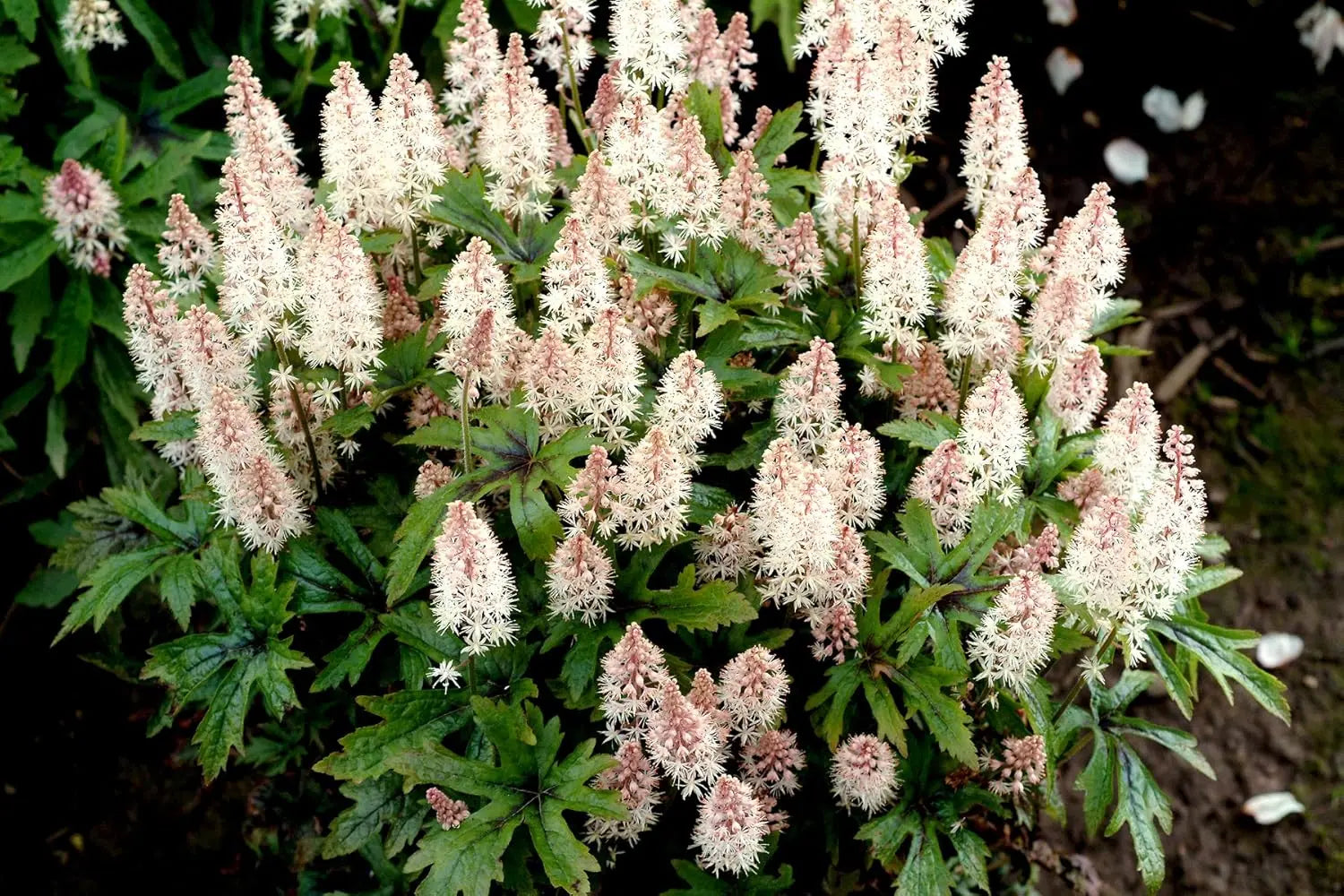 Staude Tiarella Hybride 'Pink Skyrocket' mit rosa Blüten, Schaumblüte, von Stauden Gänge, im Garten.