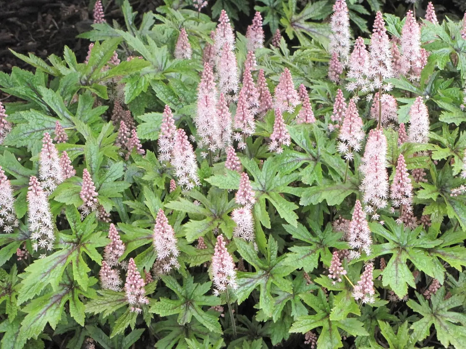 Staude Tiarella Hybride 'Pink Skyrocket' mit rosa Blüten, die Schaumblüte bildet, von Stauden Gänge.