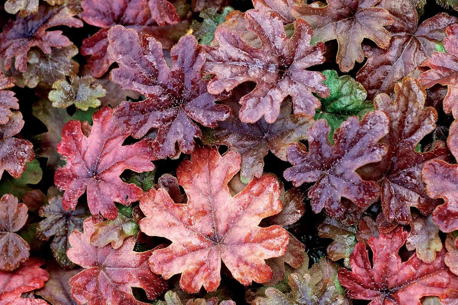 Tiarella Hybride 'Pink Skyrocket' Staude mit rosa Blüten, dekorative Blattschmuck, von Stauden Gänge.