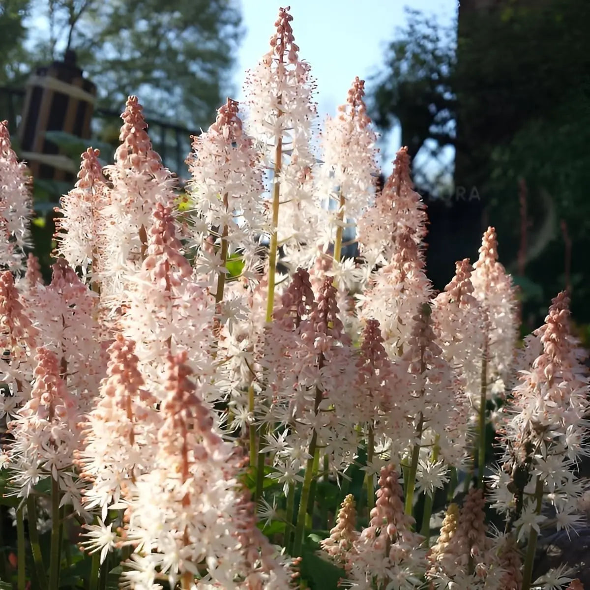Tiarella Hybride 'Pink Skyrocket' Staude mit pinken Blüten und grünen Blättern, von Stauden Gänge.