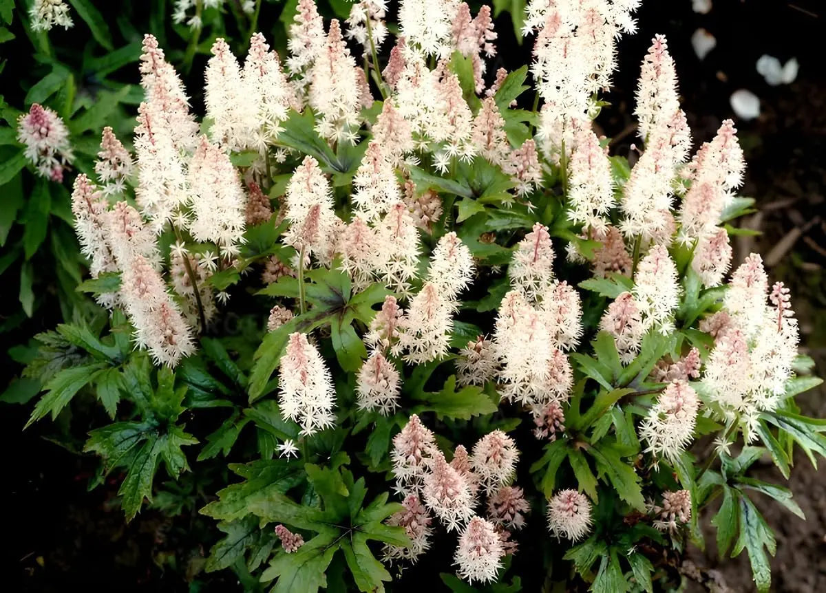 Tiarella Hybride 'Pink Skyrocket' Staude mit rosa Blüten, Stauden Gänge, dicht wachsend und blühend im Garten.