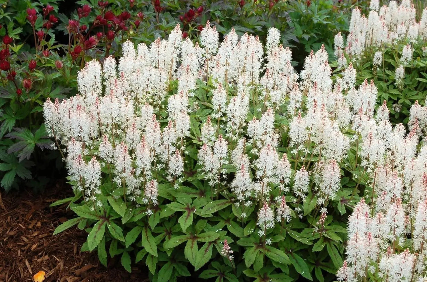 Vorderansicht der Staude Tiarella Hybride 'Spring Symphony' mit weißen Blüten, Stauden Gänge, Schaumblüte, Gartenpflanze