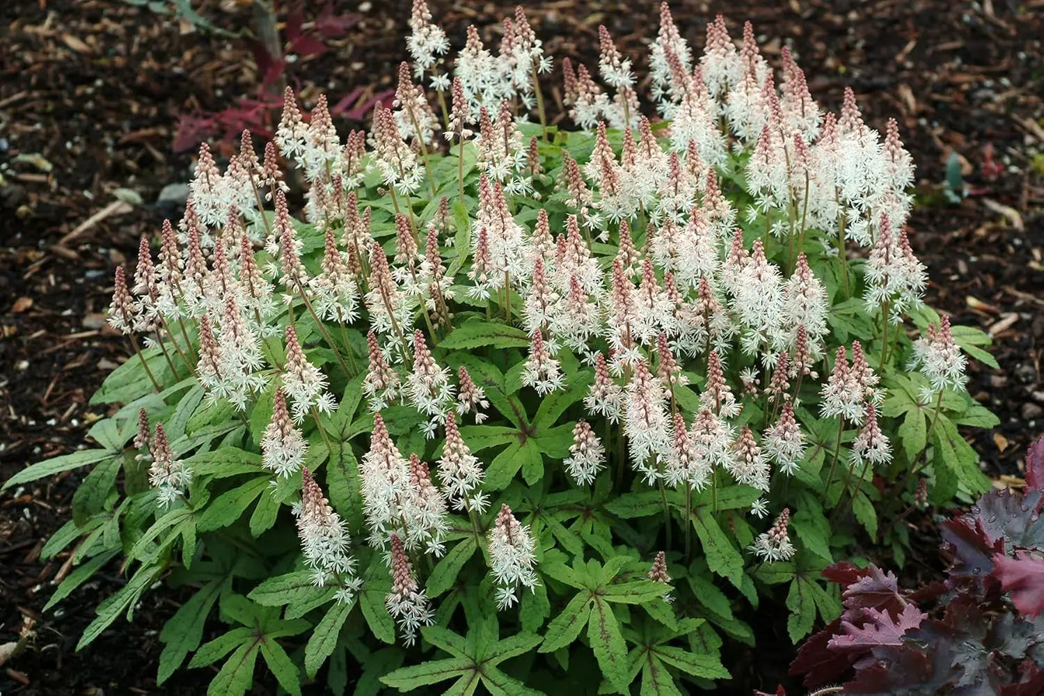 Bunte Tiarella Hybride 'Spring Symphony' Staude mit zarten, schaumigen Blüten in einem Garten.