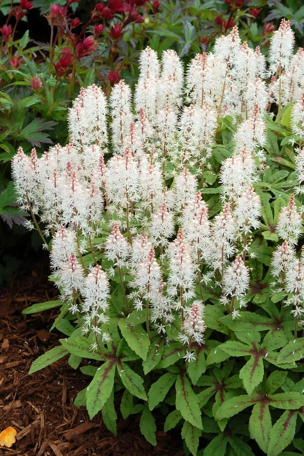 Bunte Tiarella Hybride 'Spring Symphony' Staude mit zarten Blüten und grünen Blättern, von Stauden Gänge.