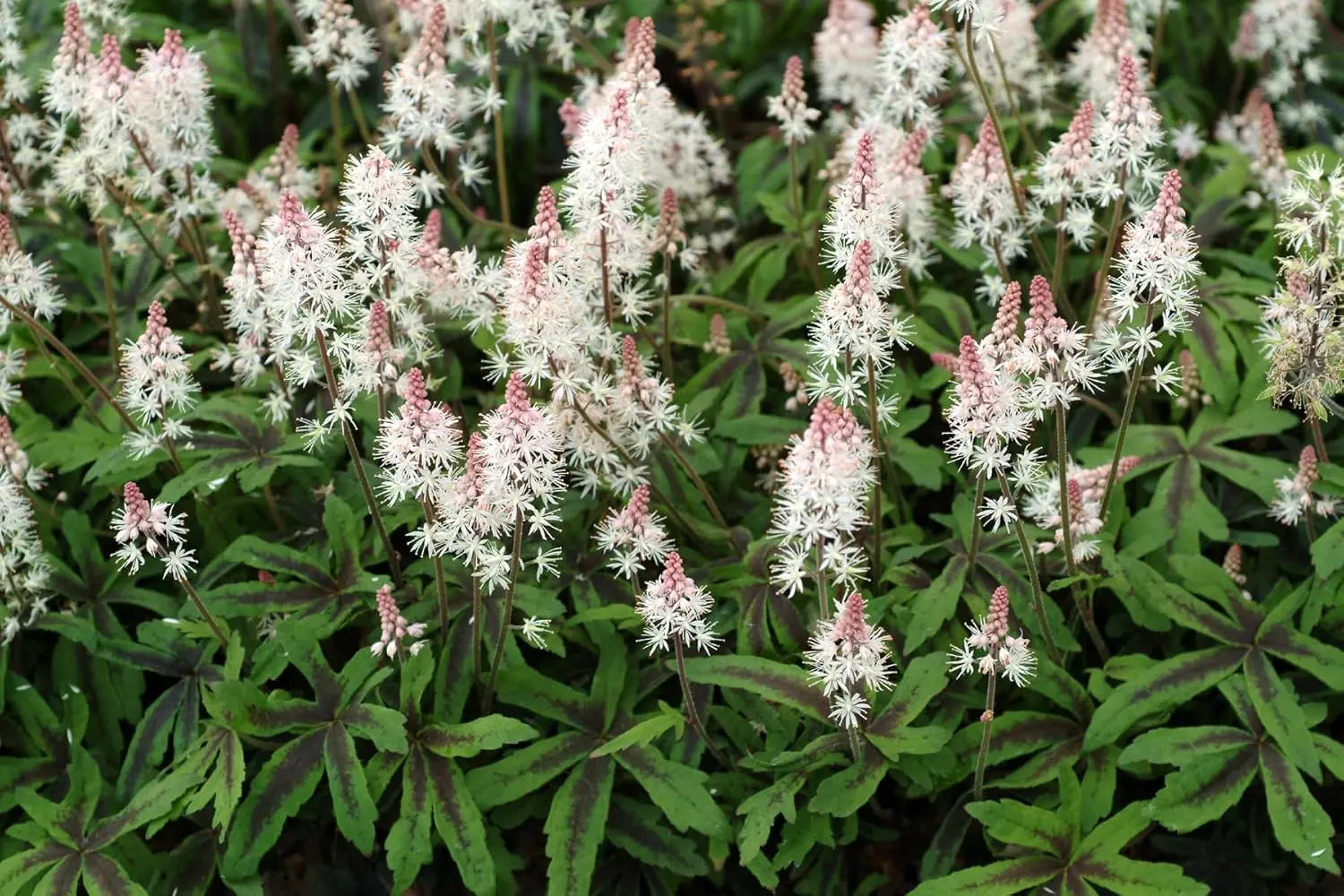 Tiarella Hybride 'Spring Symphony', Staude mit schaumförmigen Blüten in einem Gartenbeet, von Stauden Gänge.