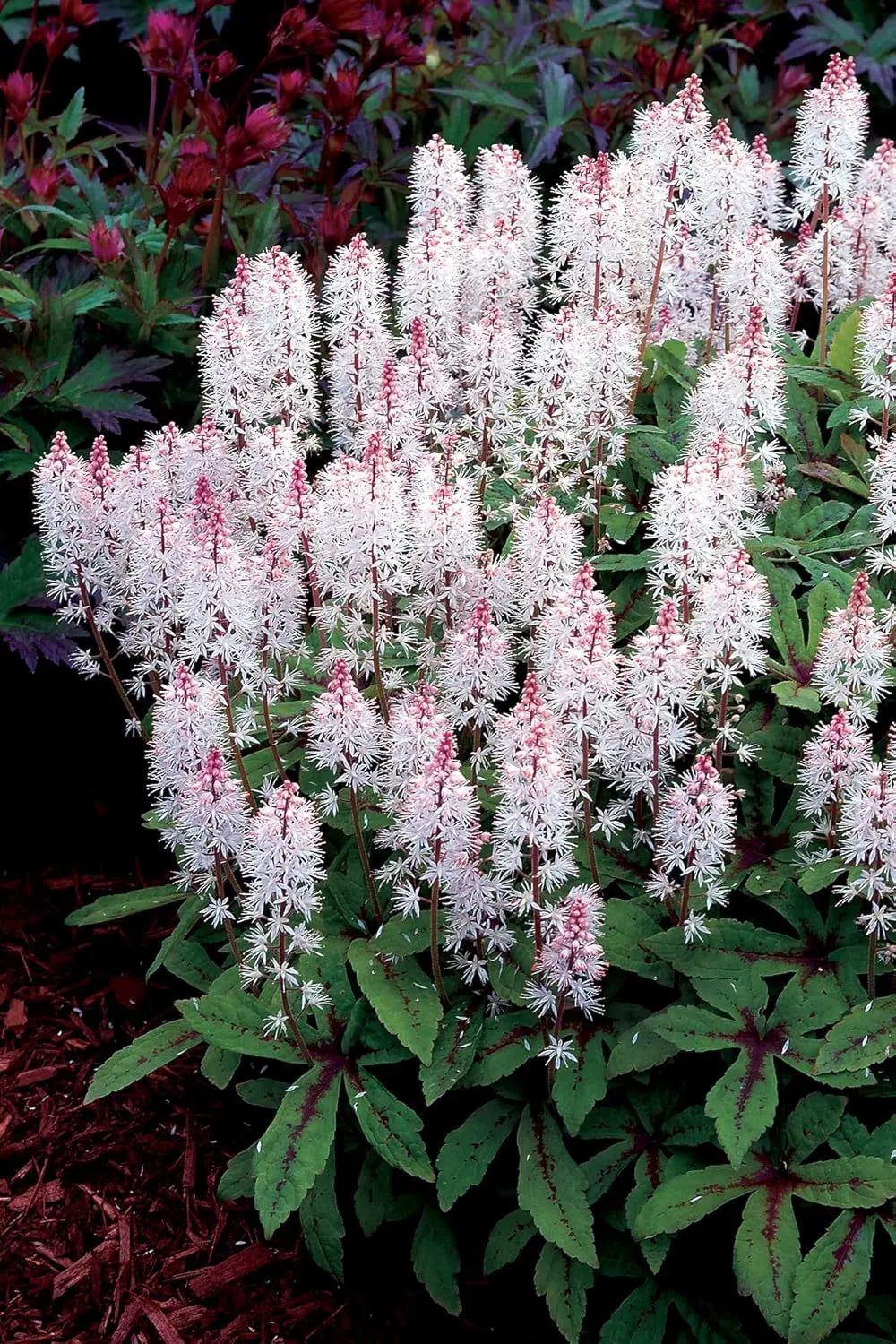 Tiarella Hybride 'Spring Symphony' Staude mit zarten weißen Blüten und grünen Blättern, Stauden Gänge.