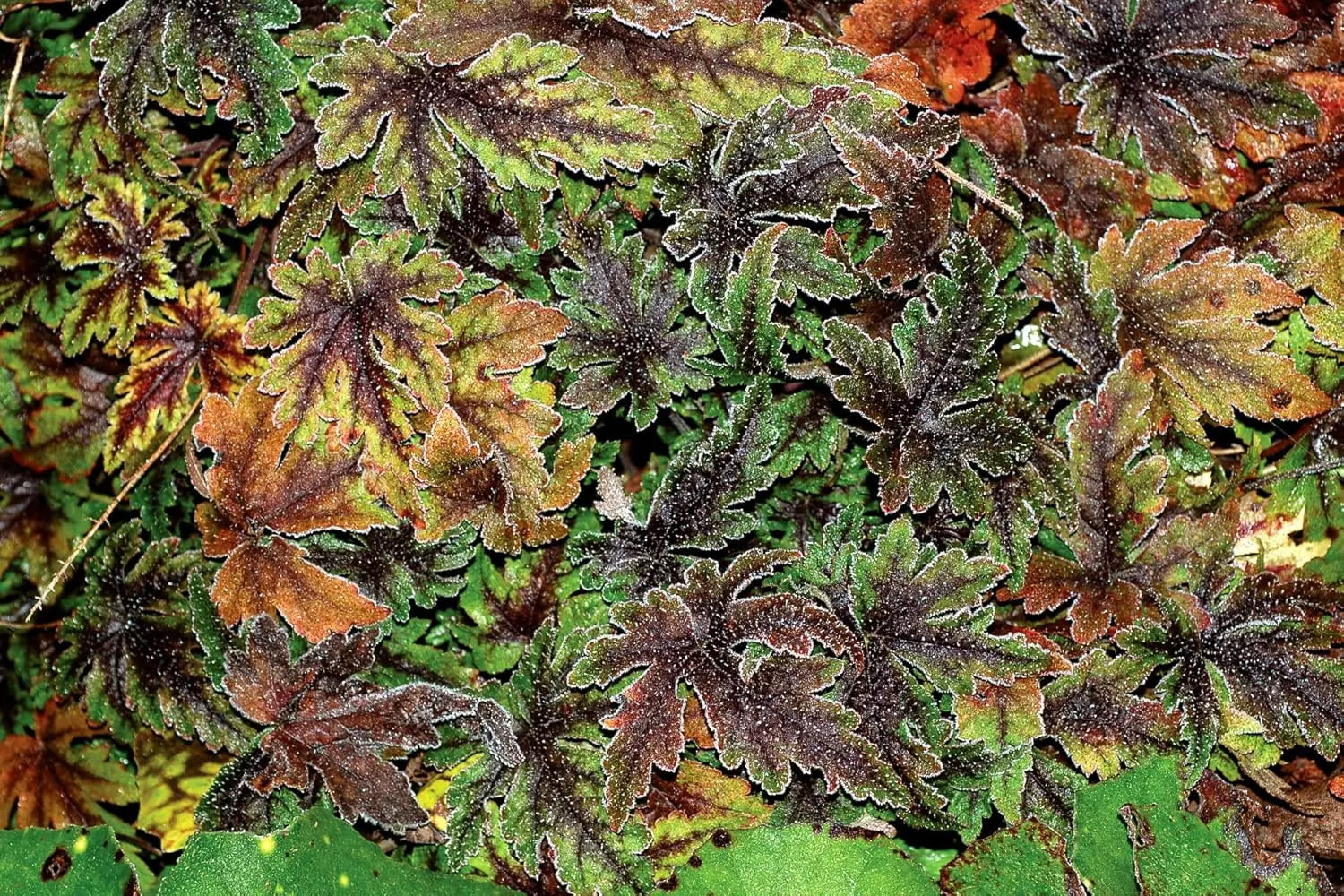 Bunte Tiarella Hybride 'Spring Symphony' Staude mit zarten weißen Blüten und grünem, gezacktem Laub, Stauden Gänge