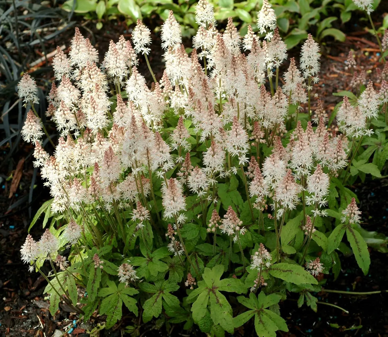 Tiarella Hybride 'Spring Symphony' Staude mit weißen Blüten und grünem Laub, im Garten gepflanzt, von Stauden Gänge.