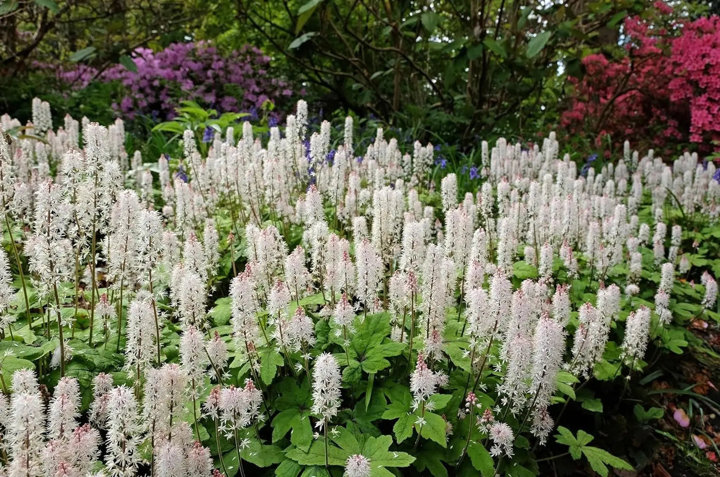 Bunte Staude Tiarella wherryi / Schaumblüte von Stauden Gänge, mit grünen Blättern und weißen Blüten, im Garten.