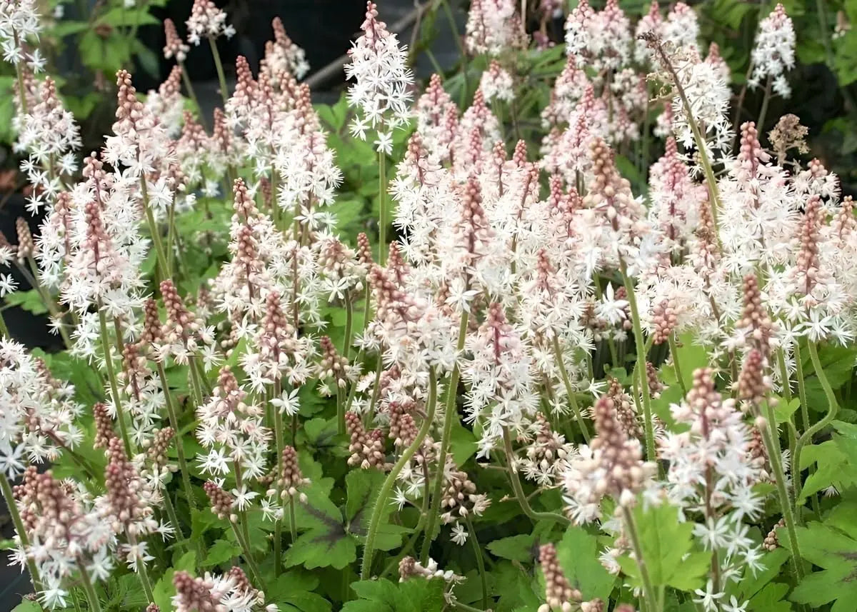 Bunte Tiarella Wherryi Staude mit zarten, cremeweißen Blüten und grünen Blättern, gedeiht als langlebige Gartenstaude.