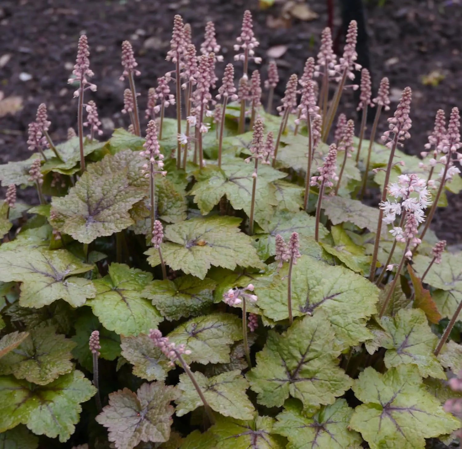 Bunte Tiarella wherryi Staude mit zarten weißen Blüten und grünen Blättern, gedeiht als attraktive Gartenpflanze