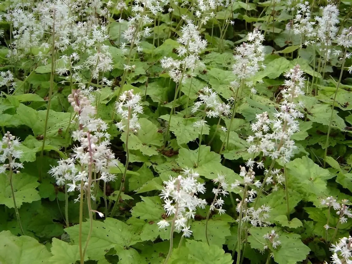 Tiarella wherryi, auch Schaumblüte, Staude mit zarten weißen Blüten, von Stauden Gänge in einem Gartenbeet.