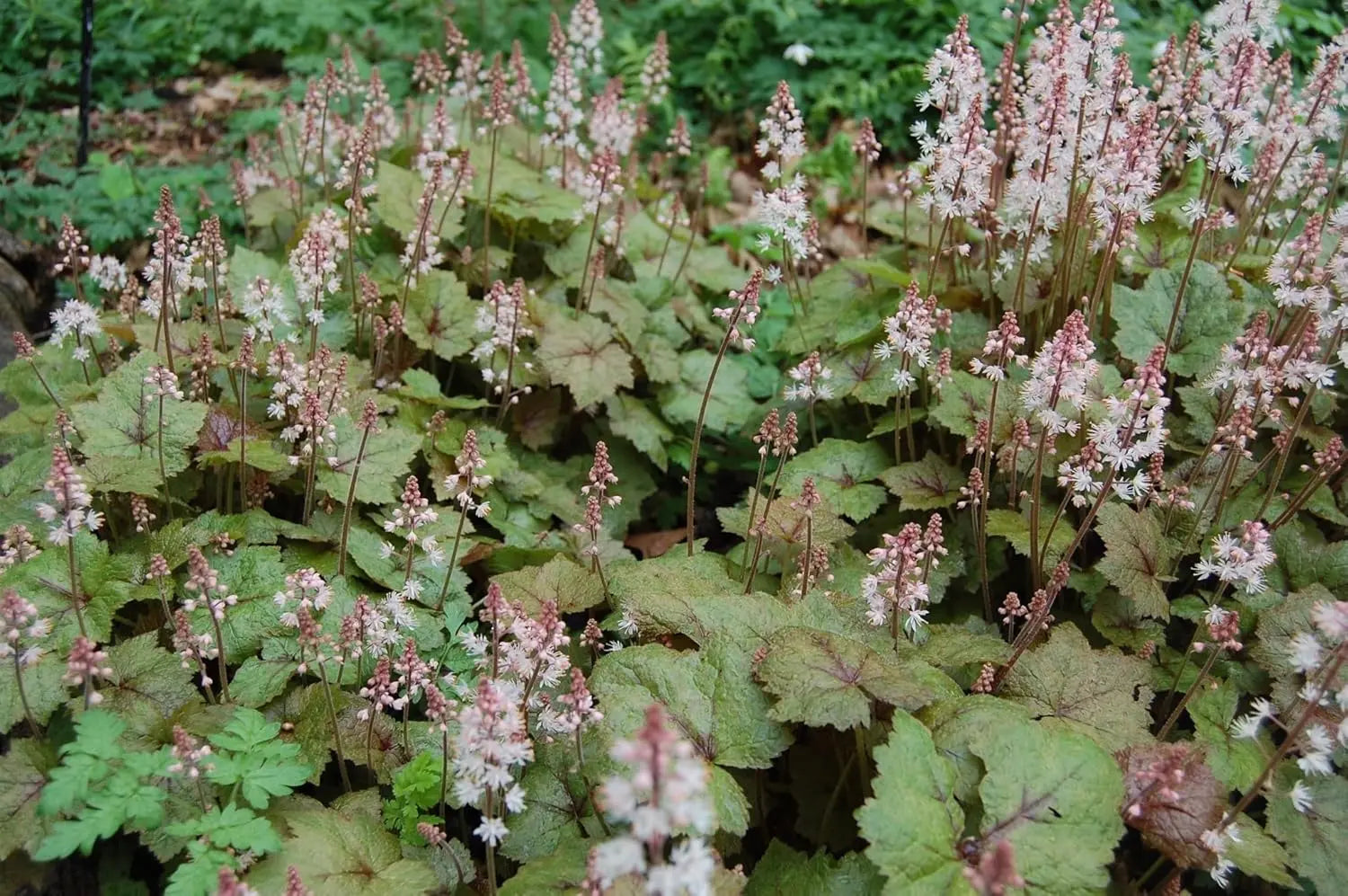 Bunte Tiarella wherryi Schaumblüte Staude von Stauden Gänge mit grünen Blättern und weißen Blüten in einem Garten.