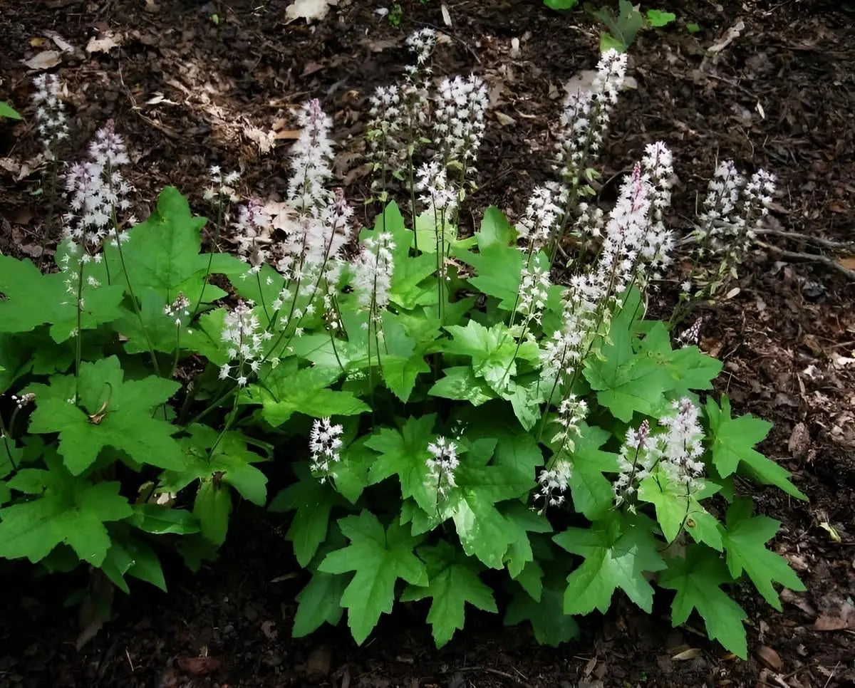 Blaue Tiarella wherryi Staude mit grünen Blättern und weißen Blüten, im Garten bei Stauden Gänge.