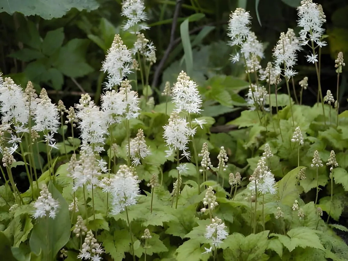 Tiarella wherryi Schaumblüte Staude von Stauden Gänge, grüne Blätter und weiße Blüten, im Garten.