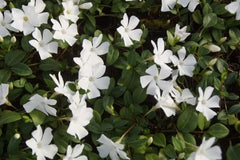 Vinca minor 'Alba' Staude von Stauden Gänge, kleines Immergrün mit weißen Blüten auf grünen Blättern.