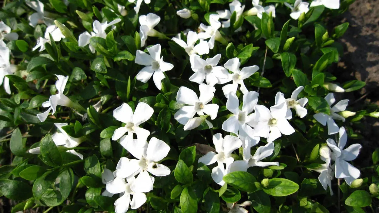 Vinca minor 'Alba', kleine Immergrün Staude von Stauden Gänge, mit weißen Blüten und grünen Blättern, im Garten.