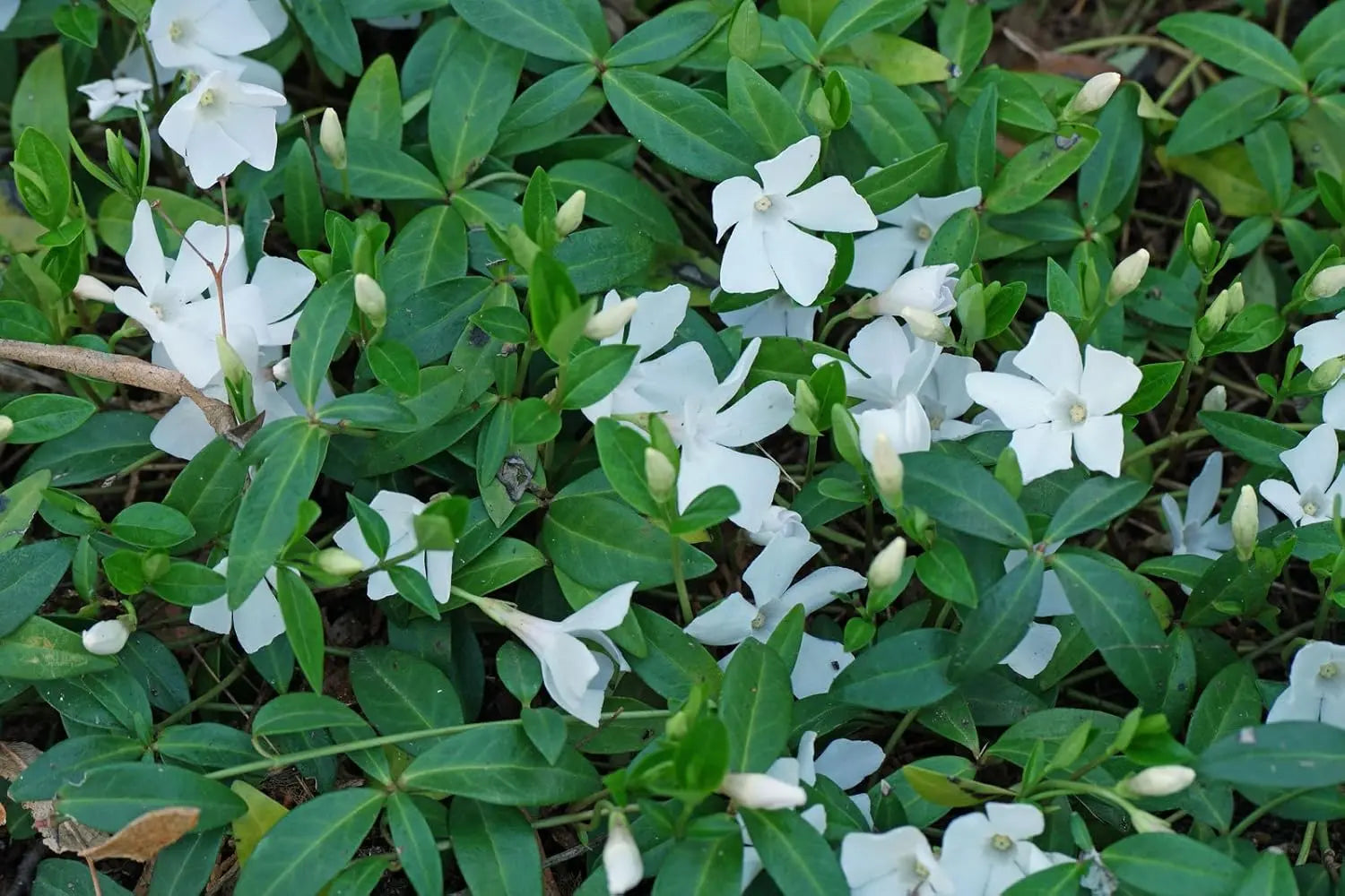 Vinca minor 'Alba', kleine immergrüne Staude von Stauden Gänge, mit weißen Blüten und grünen Blättern.