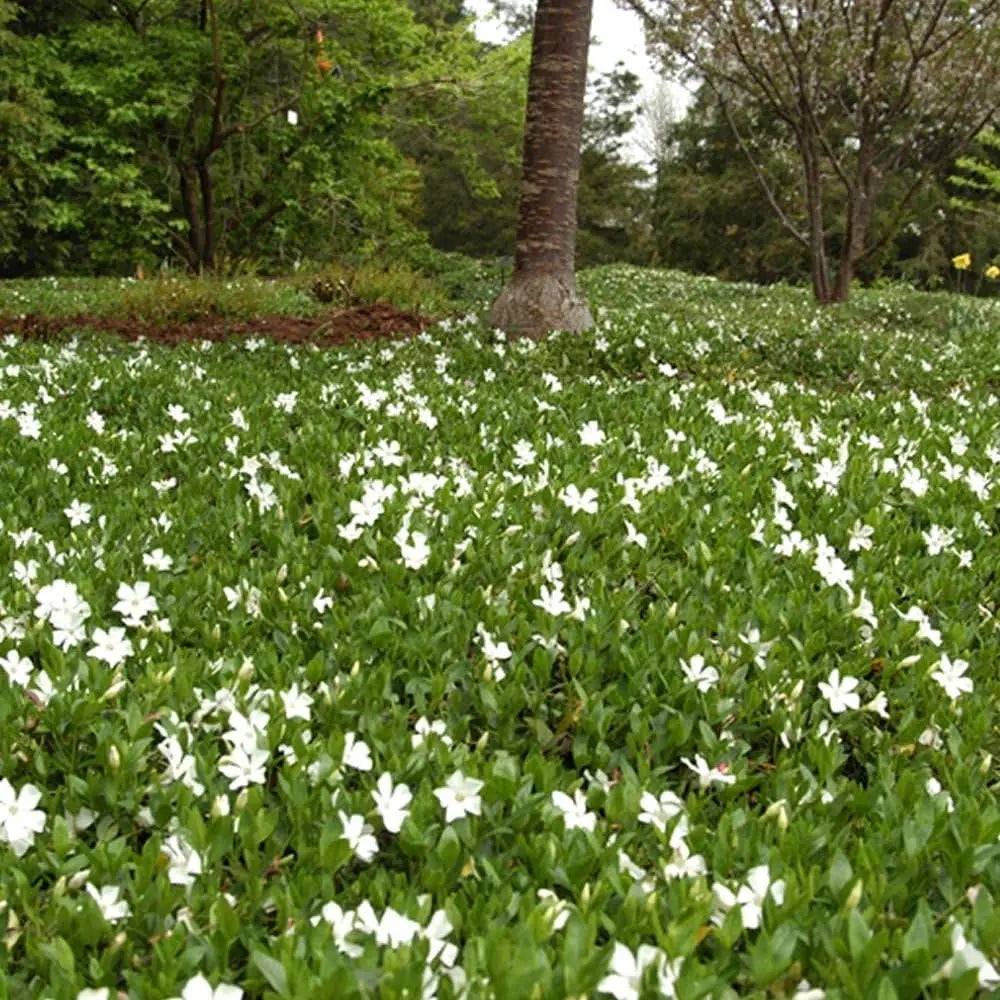 Vinca minor 'Alba' Staude, kleines Immergrün, grüne Blätter und weiße Blüten, wächst als Bodendecker in Garten.