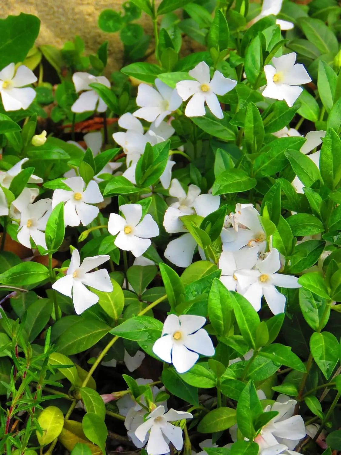 Vinca minor 'Alba' - Kleine immergrüne Staude mit weißen Blüten, wächst als Bodendecker, von Stauden Gänge.
