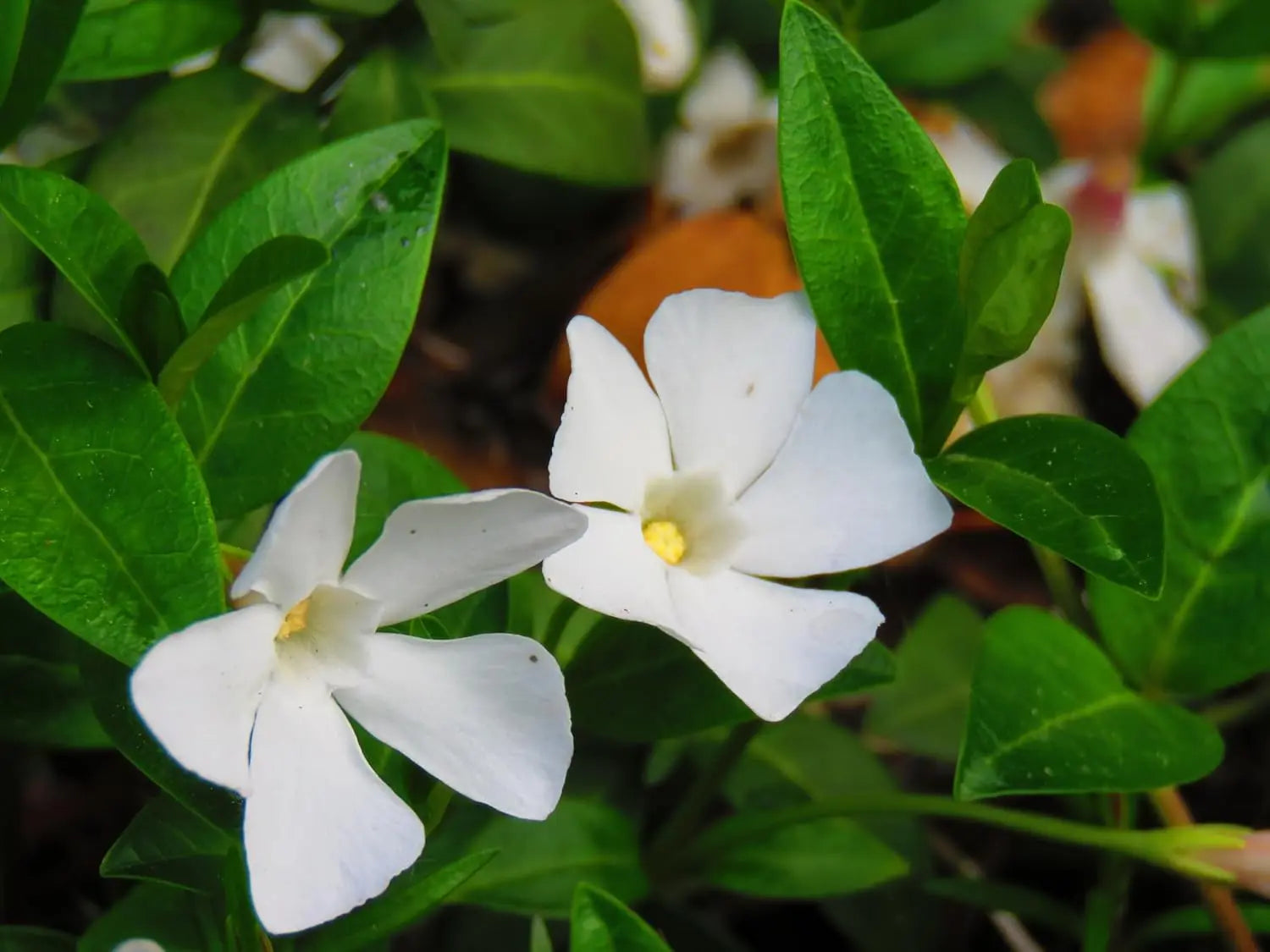 Vinca minor 'Alba' Staude von Stauden Gänge, kleines Immergrün mit weißen Blüten, grüne, glänzende Blätter, wächst niedrig.