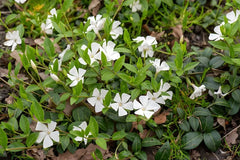 Vinca minor 'Gertrude Jekyll', kleine Immergrün Staude, grüne Blätter und zarte Blüten, gedeiht im Garten, von Stauden Gänge