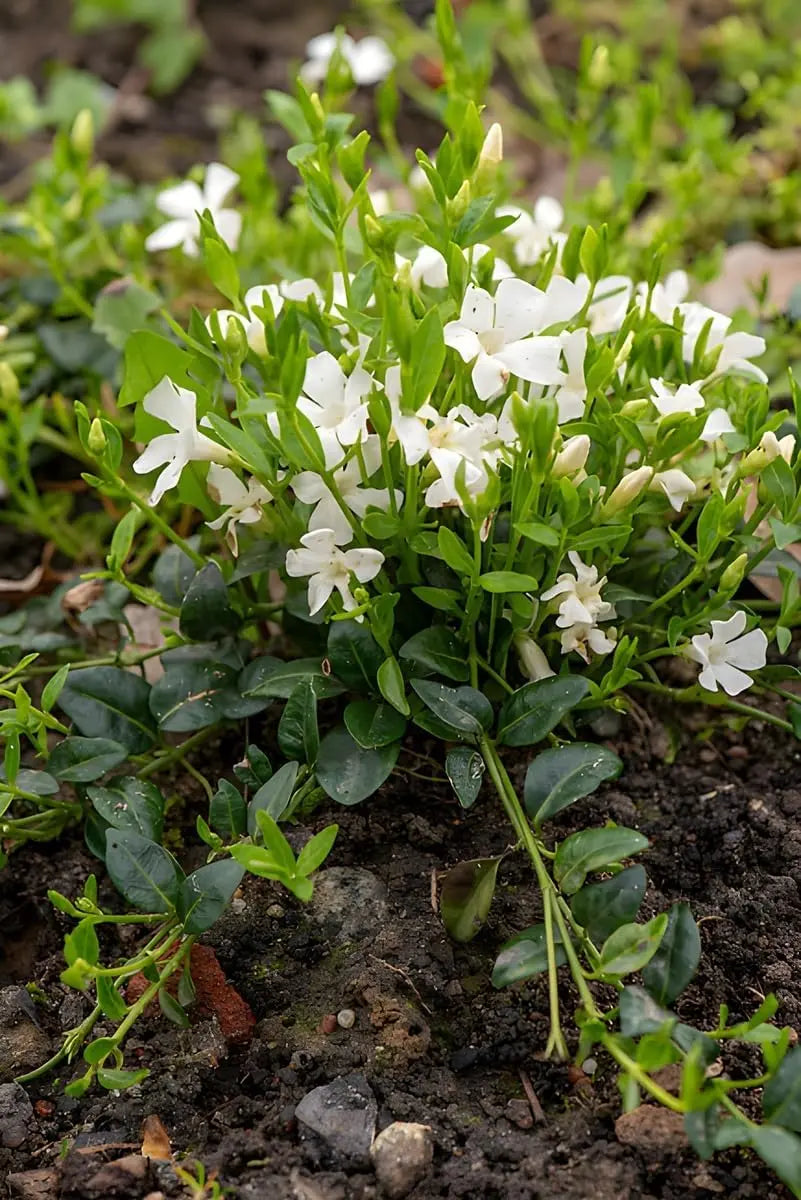 Vinca minor 'Gertrude Jekyll', kleine Immergrün Staude von Stauden Gänge, grüne Blätter und zarte Blüten, bodendeckend