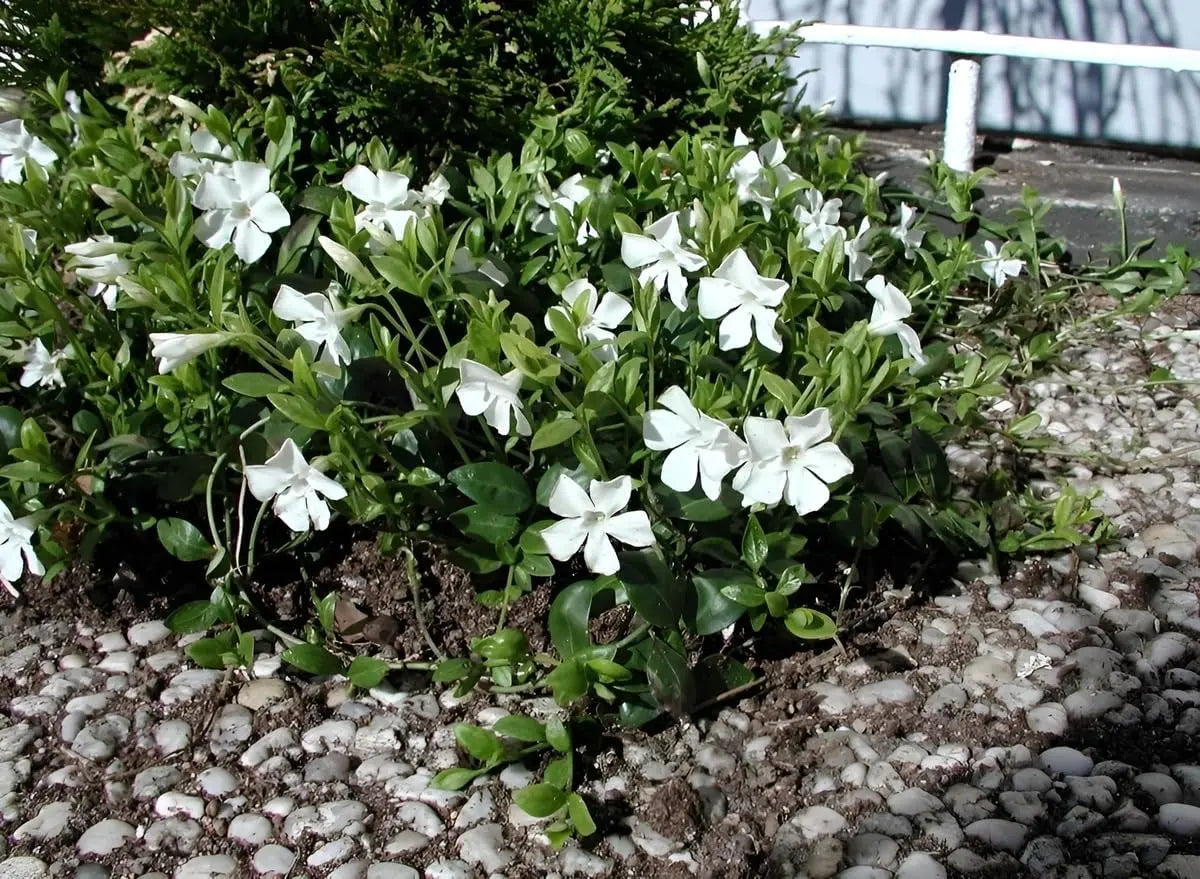 Vinca minor 'Gertrude Jekyll', kleine immergrüne Staude, grüne Blätter und zarte blaue Blüten, von Stauden Gänge.