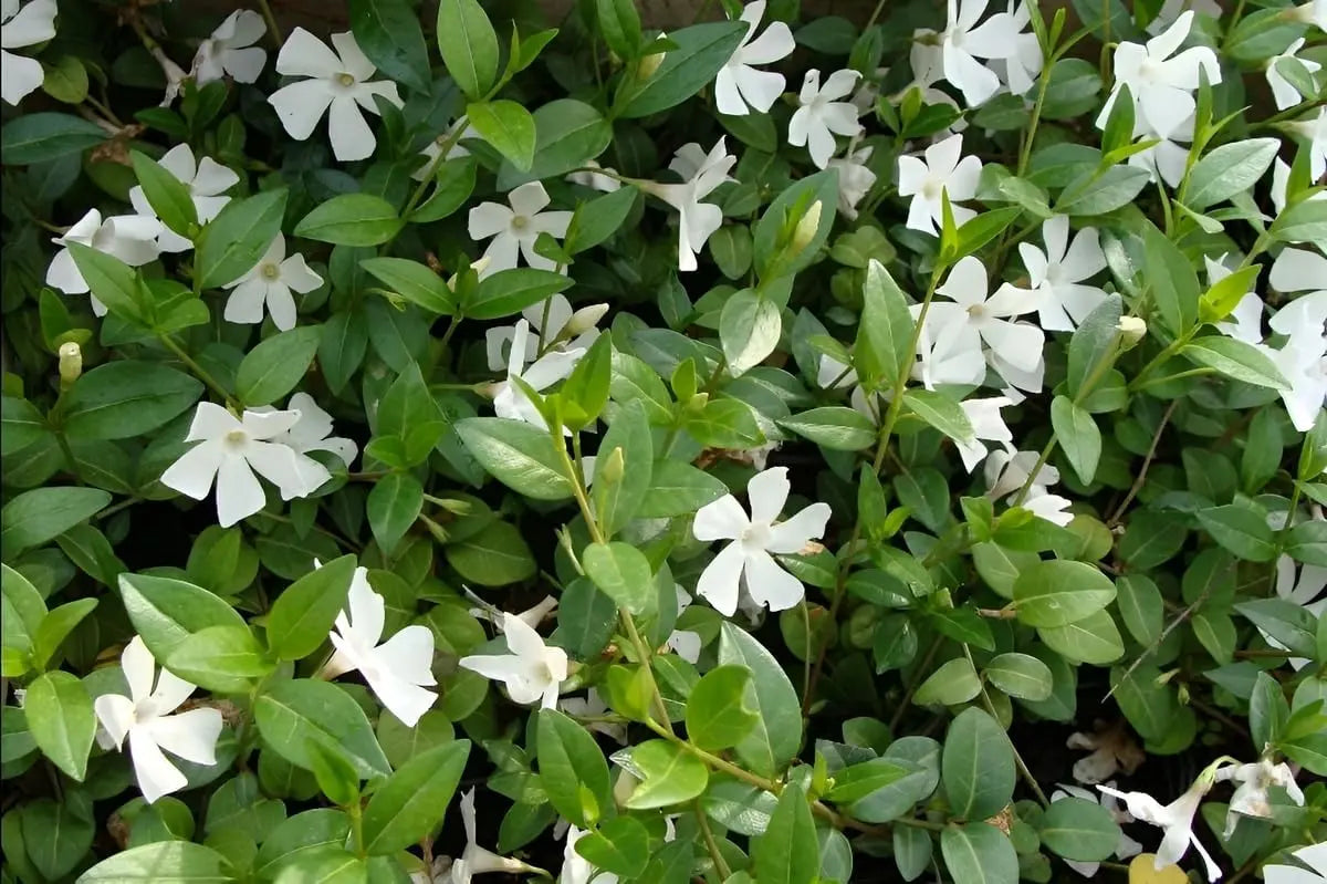 Vinca minor 'Gertrude Jekyll', kleine immergrüne Staude von Stauden Gänge, grüne Blätter und zarte blaue Blüten.