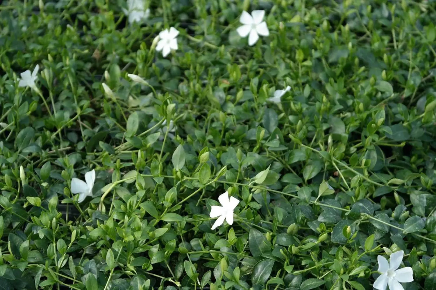 Vinca minor 'Gertrude Jekyll', kleines Immergrün, Staude von Stauden Gänge, grüne Blätter und kleine blaue Blüten sichtbar