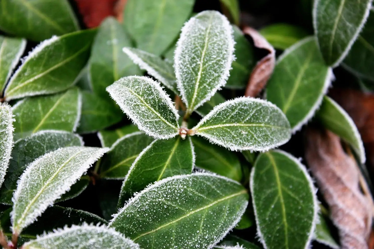 Vinca minor 'Grüner Teppich', kleine immergrüne Staude von Stauden Gänge, nicht blühend, dichte grüne Bodendecke