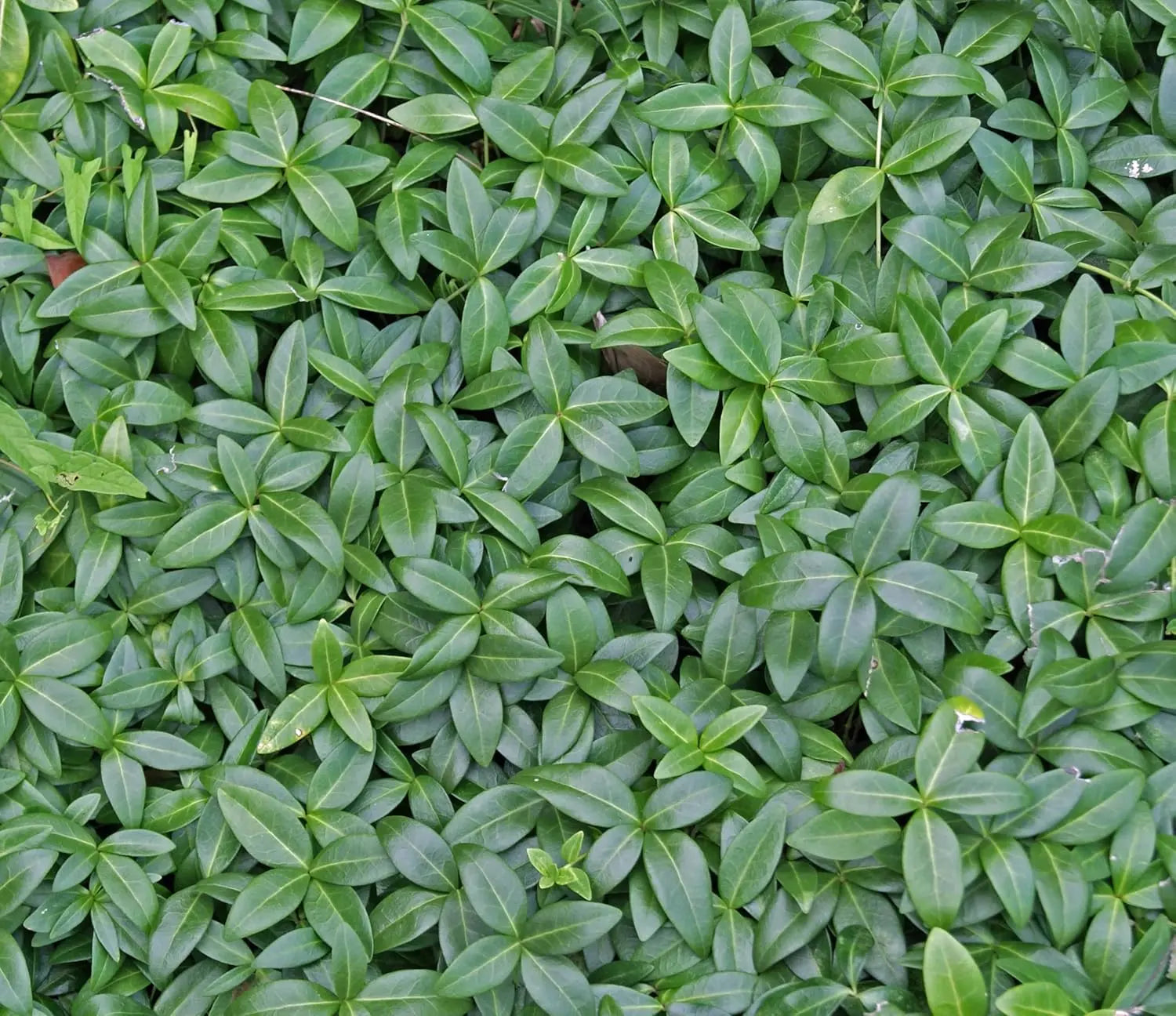 Vinca minor 'Grüner Teppich', kleines immergrünes Staudenpflanze von Stauden Gänge, wächst niedrig, blüht nicht.