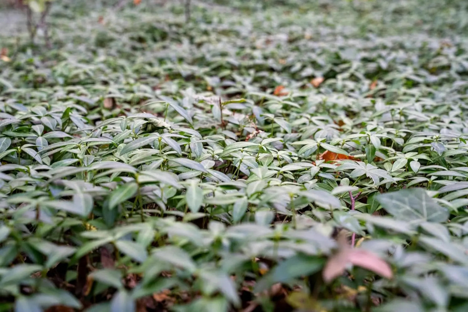 Vinca minor 'Grüner Teppich', kleine Immergrüne Staude von Stauden Gänge, wächst bodendeckend, blüht nicht.