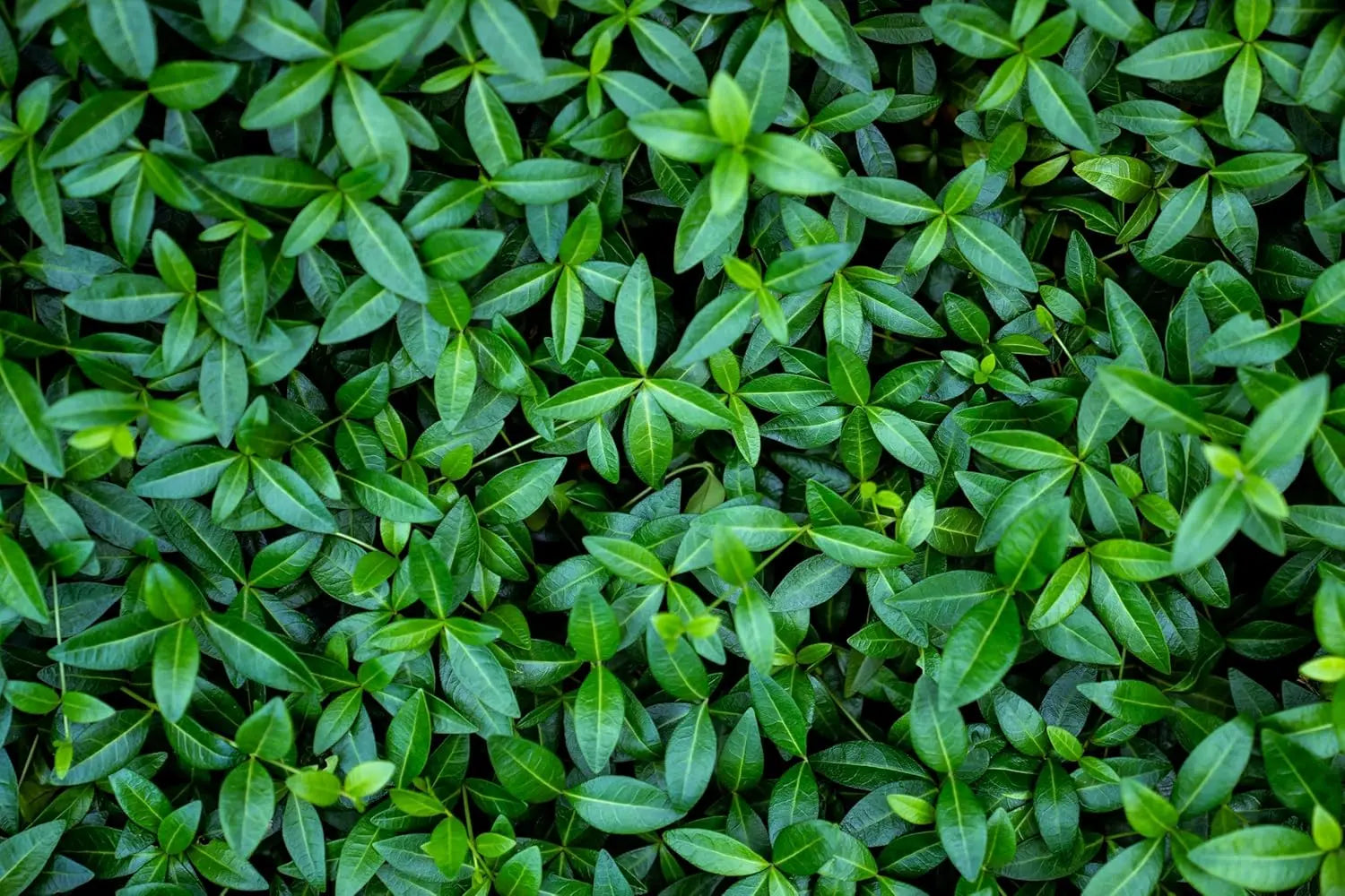 Kleine Staude Vinca minor 'Grüner Teppich' von Stauden Gänge, immergrün, wächst bodenbedeckend, ohne Blüten.