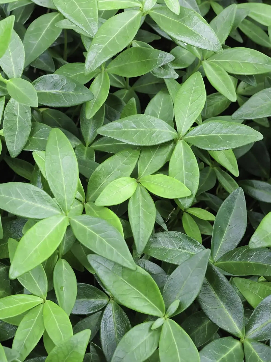 Kleine Staude Vinca minor 'Grüner Teppich' von Stauden Gänge, immergrün, wächst niedrig, blüht nicht, dichter Bodendecker.