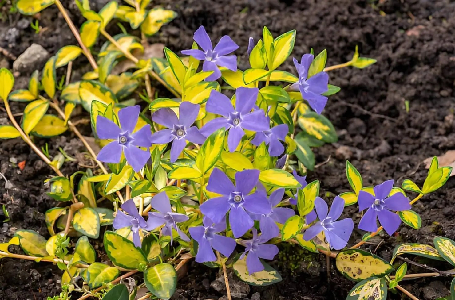 Vinca minor 'Imagine' Lumination – kleines immergrünes Staudenpflanze, grüne Blätter, wächst als Bodendecker, von Stauden Gänge