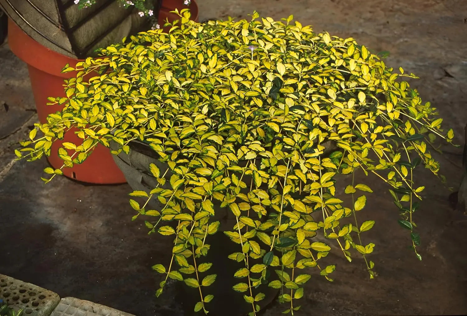 Vinca minor 'Imagine' Lumination Staude, kleines Immergrün, grüne Blätter und zarte Blüten, von Stauden Gänge.
