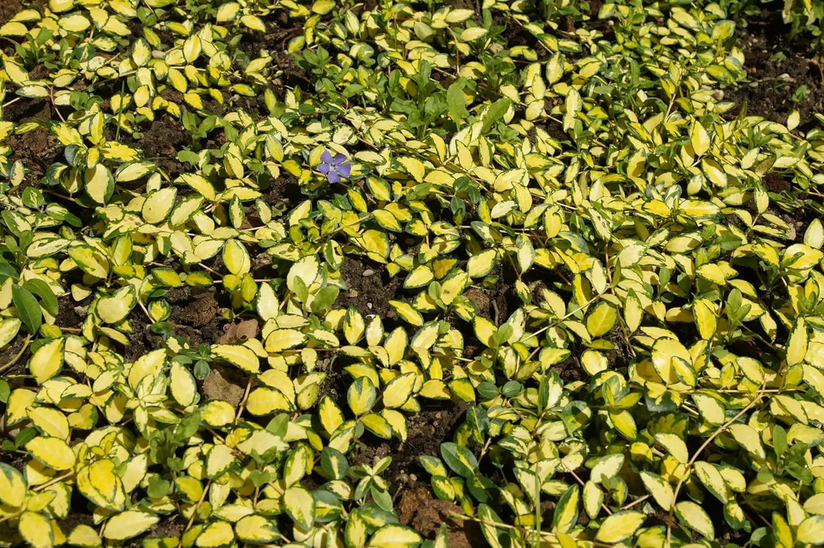 Vinca minor 'Illumination' – Kleines Immergrün mit goldgelbem Laub und violettblauen Blüten, von Stauden Gänge