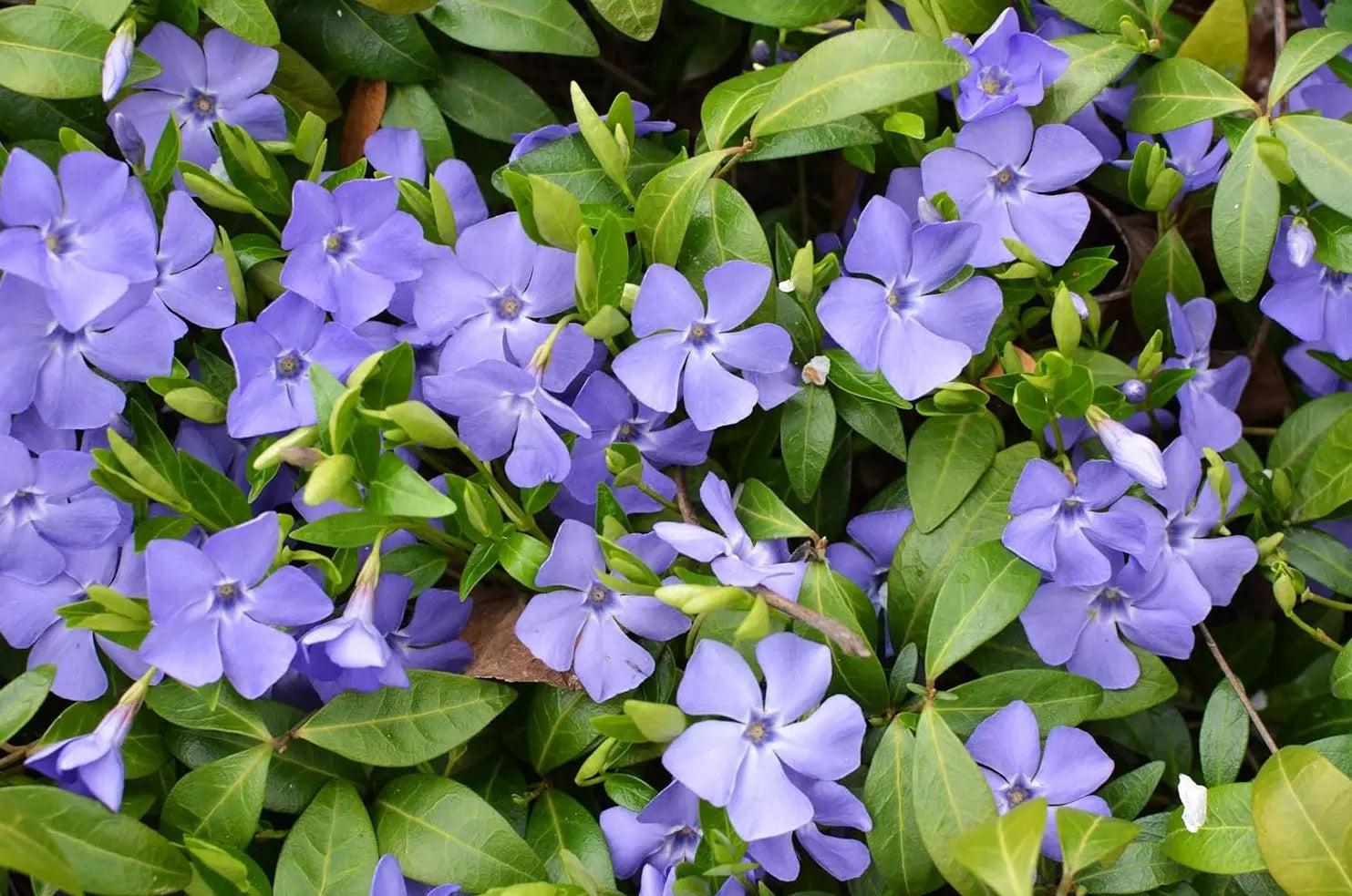Vinca minor, kleines Immergrün, Staude von Stauden Gänge, grüne Blätter und kleine blaue Blüten sichtbar