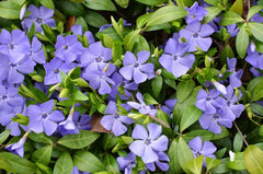 Vinca minor, kleines Immergrün, Staude von Stauden Gänge, grüne Blätter und kleine blaue Blüten sichtbar