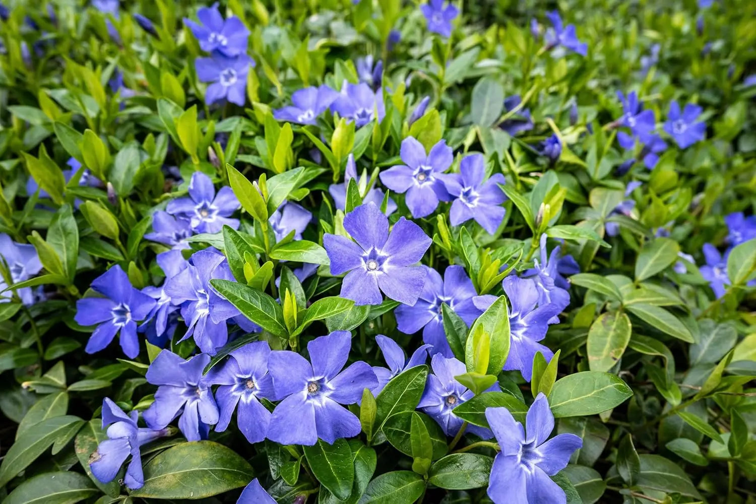 Vinca minor, kleine immergrüne Staude von Stauden Gänge, wächst niedrig mit grünen, glänzenden Blättern.