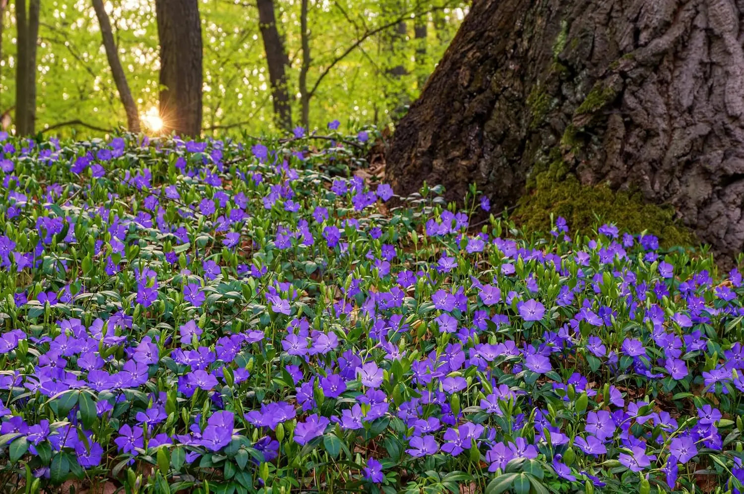 Vinca minor, kleine Immergrün Staude von Stauden Gänge, grüne Blätter und zarte blaue Blüten im Garten.