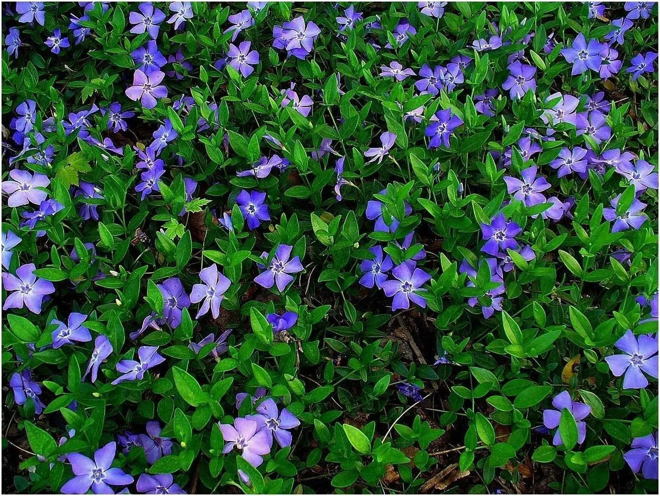 Vinca minor, kleines Immergrün, Staude von Stauden Gänge, grüne Blätter und kleine blaue Blüten, im Garten gepflanzt