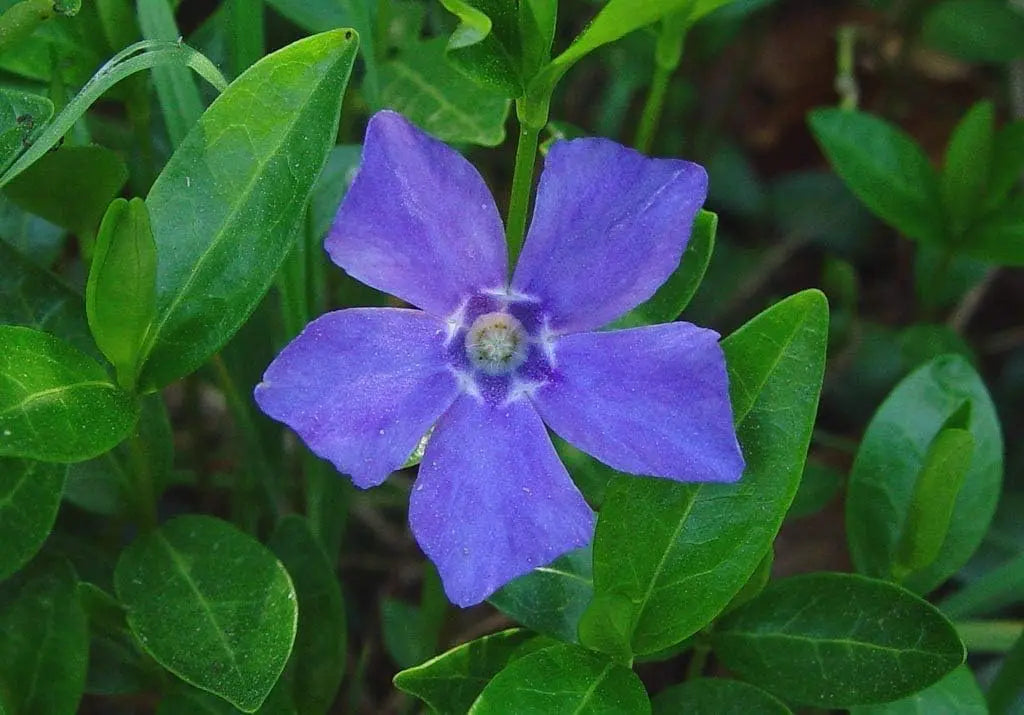 Vinca minor, kleine Immergrün Staude von Stauden Gänge, grüne Blätter und zarte Blüten, perfekt für Gartenbepflanzung