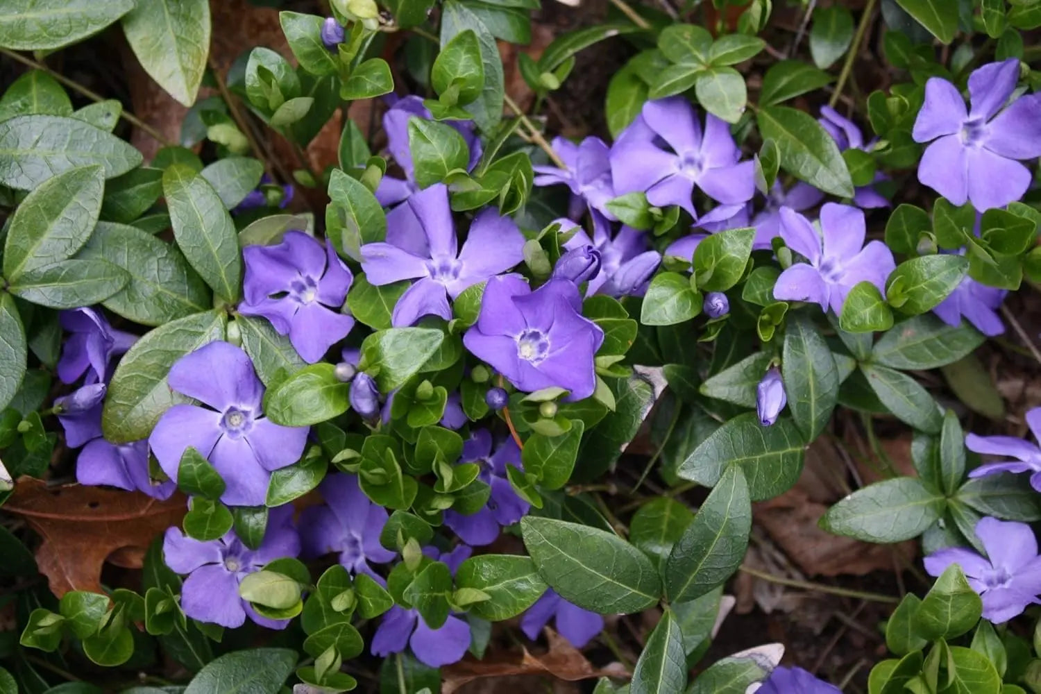 Kleine Vinca minor Staude, auch Kleines Immergrün, mit grünen Blättern, von Stauden Gänge vor grünem Hintergrund.